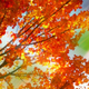 Illustration for article titled Shooting Challenge Fall Leaves Gallery 10